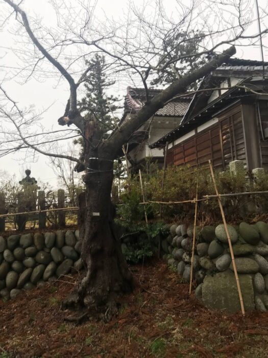 タロット占い「フォーチュン ヒーリング ™」公式ブログ 山形県 鶴岡市 | 2025年1月1日あけましておめでとうございます